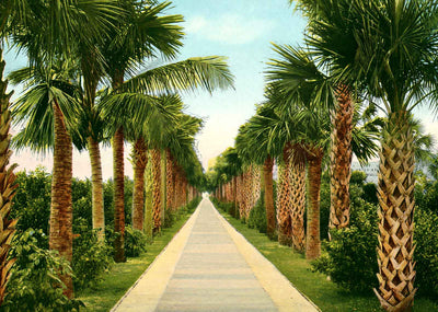 Avenue to Ocean Royal Poinciana Hotel in 1907 Vintage Print (7 Sizes)