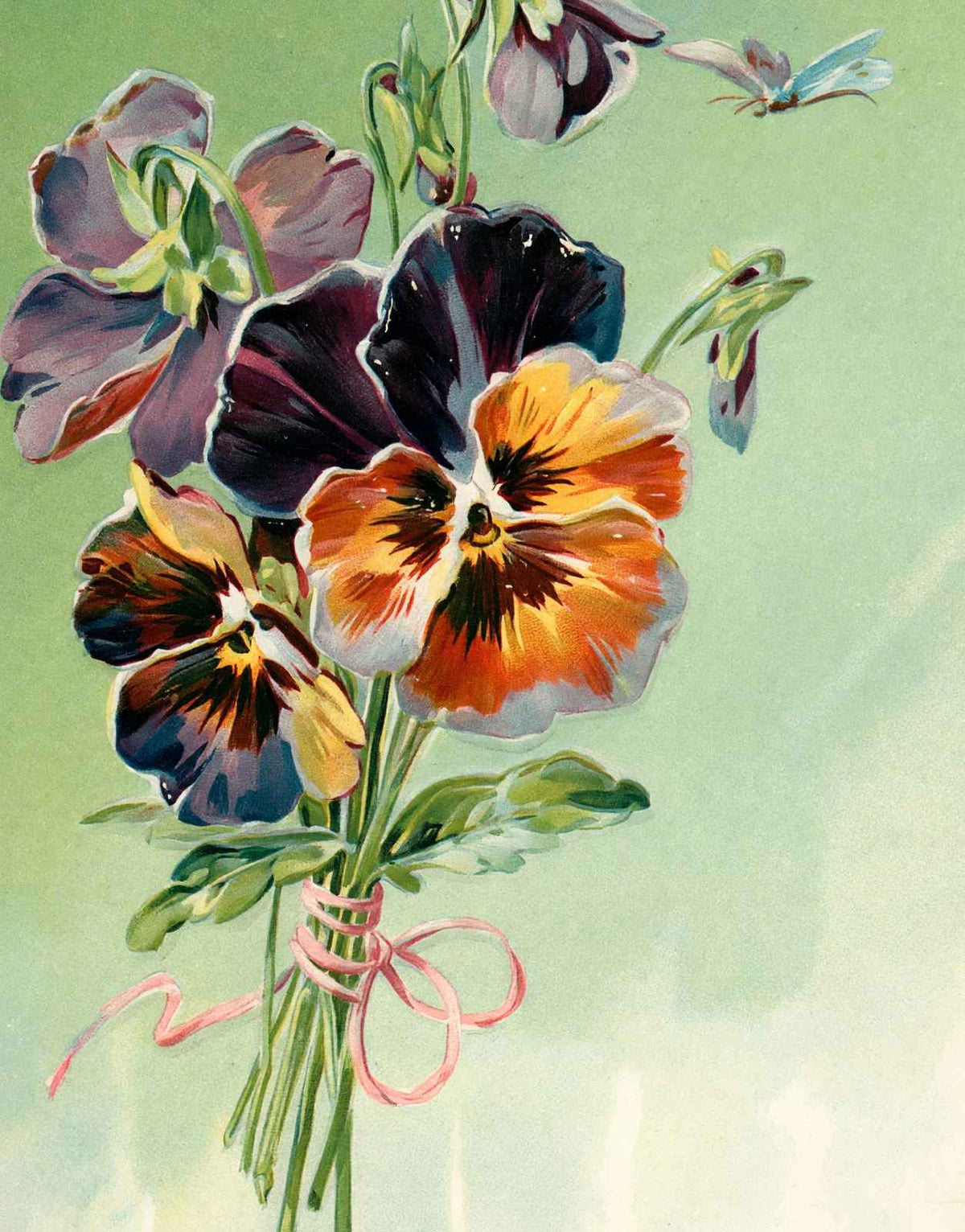 Pansies Tied with Pink Ribbon in 1907 Vintage Print (7 Sizes) - Restored