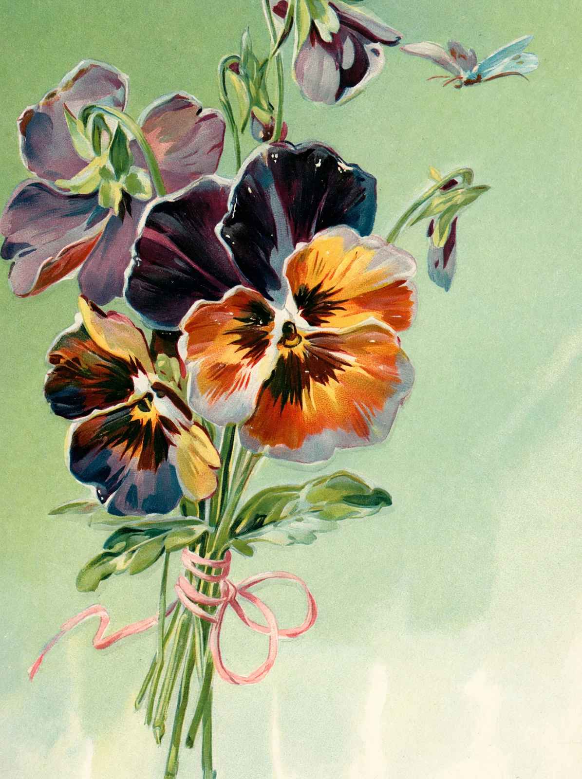 Pansies Tied with Pink Ribbon in 1907 Vintage Print (7 Sizes) - Restored