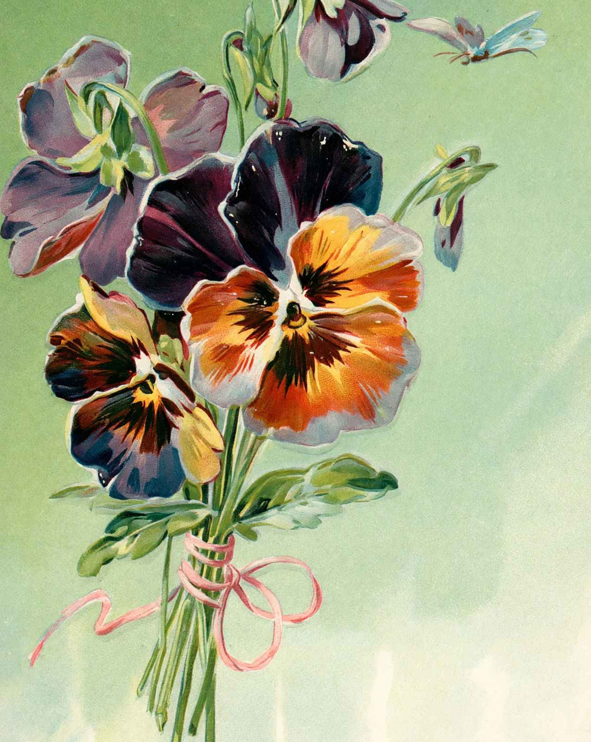 Pansies Tied with a Pink Ribbon in 1907 vintage print