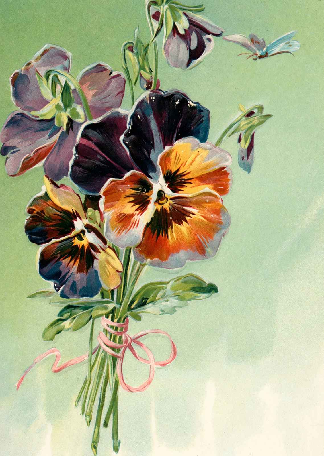 Pansies Tied with Pink Ribbon in 1907 Vintage Print (7 Sizes) - Restored