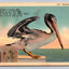 Big Bill Pelican 872 Vintage Curt Teich Postcard (circa 1935)