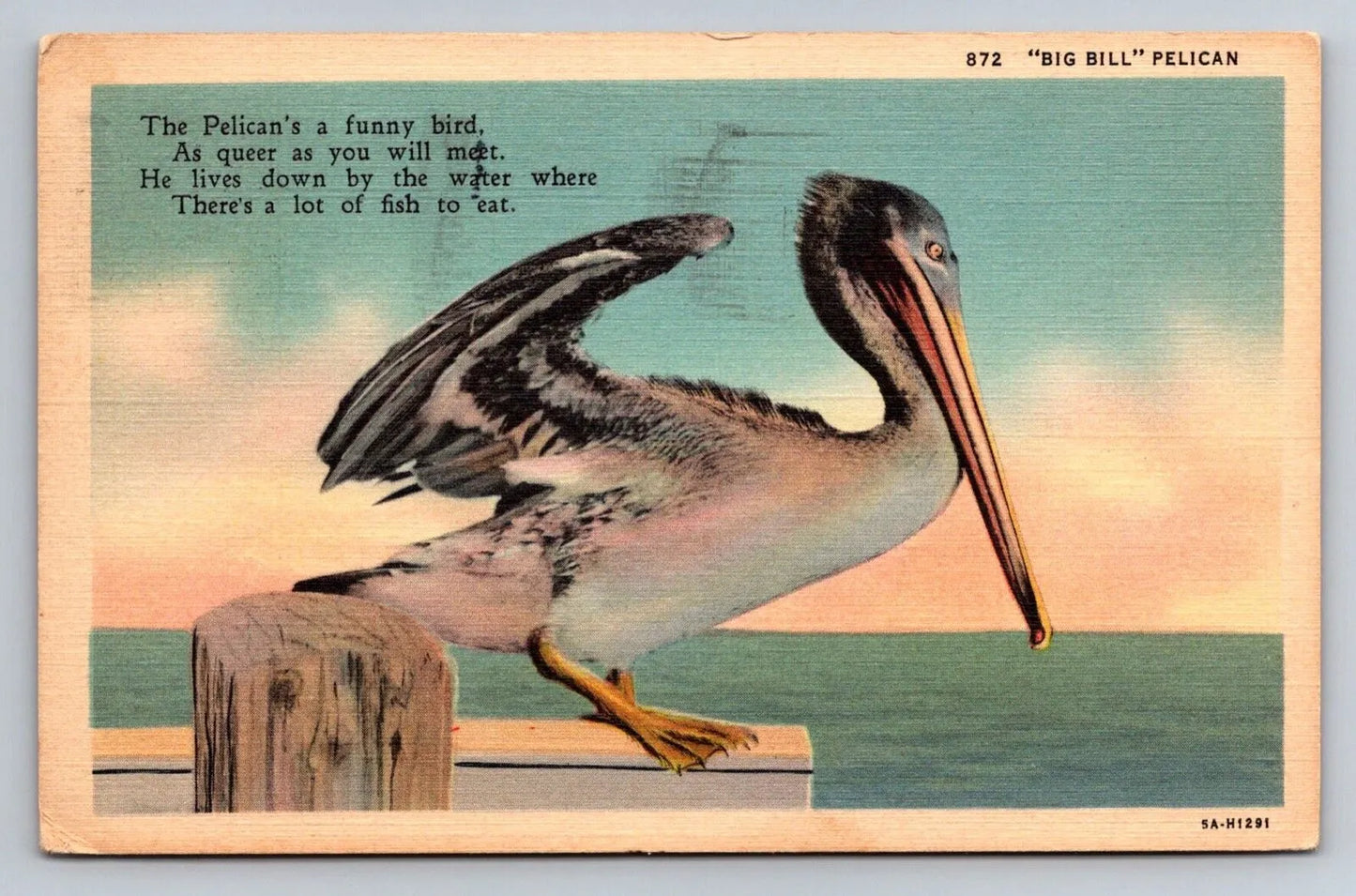 Big Bill Pelican 872 Vintage Curt Teich Postcard (circa 1935)