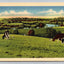 Untitled Cows Grazing Pasture, Water in Background, Curt Teich S-1153 Postcard