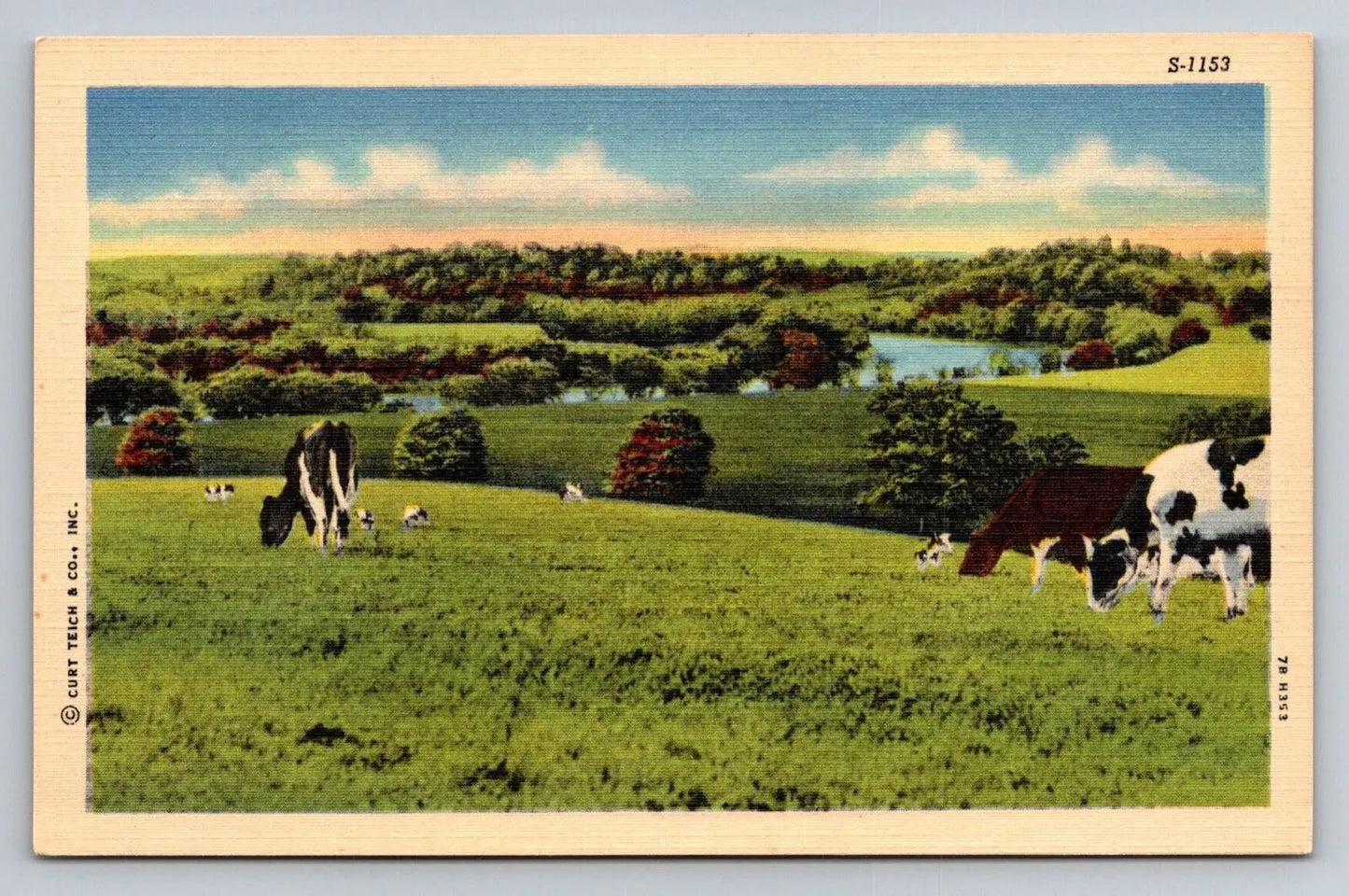 Untitled Cows Grazing Pasture, Water in Background, Curt Teich S-1153 Postcard