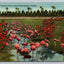 Flamingoes at Hialeah Race Track Near Miami, Florida Vintage Postcard