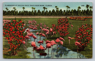 Flamingoes at Hialeah Race Track Near Miami, Florida Vintage Postcard