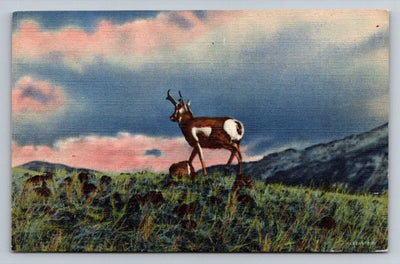 An Antelope, Swiftest Creature of the Plains Vintage Curt Teich Postcard