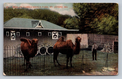 Moila's Camels, Krug's Park, St. Joseph, Missouri Vintage Postcard