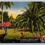 Flamingos in Tripical Florida, Sarasota Jungle Garden - Birds Vintage Postcard