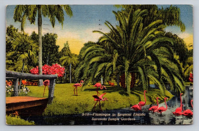 Flamingos in Tripical Florida, Sarasota Jungle Garden - Birds Vintage Postcard