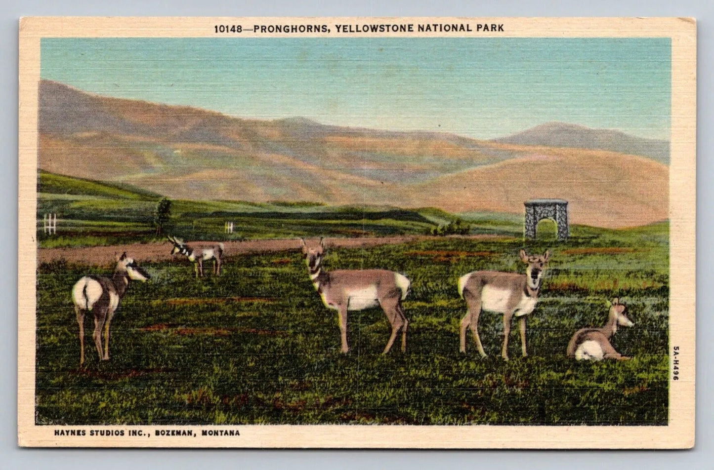 Pronghorns, Yellowstone National Park, Bozeman, Montana Vintage Postcard