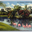 Flamingos in Sarasota Jungle Gardens, Florida - Birds Vintage Postcard