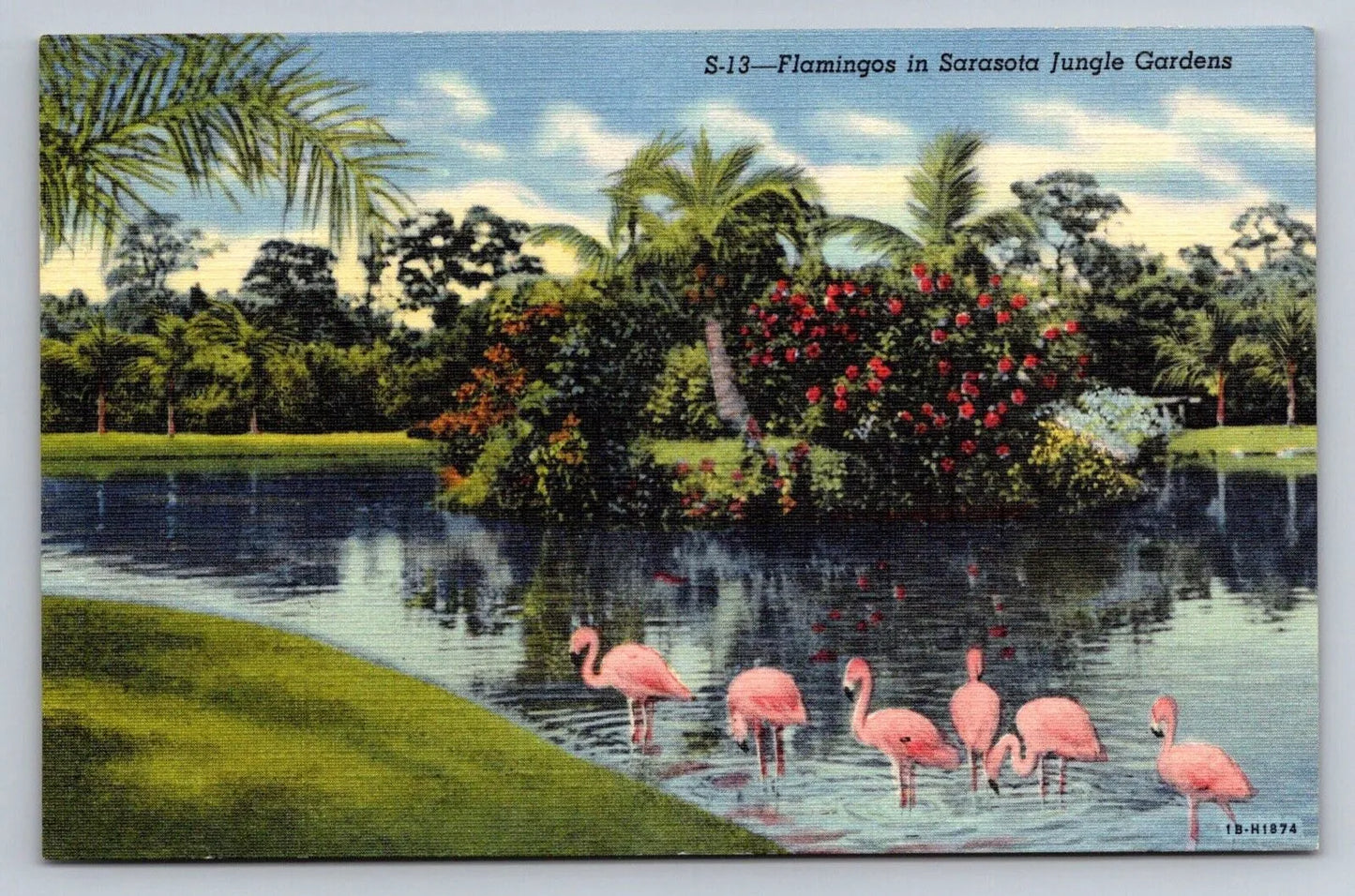 Flamingos in Sarasota Jungle Gardens, Florida - Birds Vintage Postcard