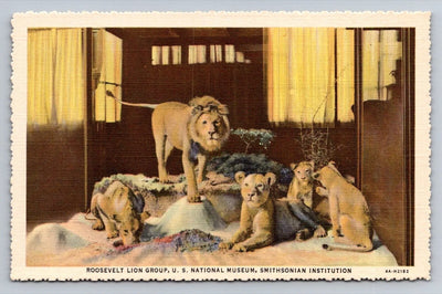 Roosevelt Lion Group, U. S. National Museum, Smithsonian Institution Postcard