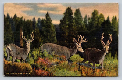 Three Little Deers, Rocky Mountains, Colorado Vintage Curt Teich Postcard