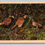 Untitled Birds Curt Teich Vintage Postcard BEAUTIFUL