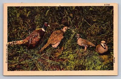 Untitled Birds Curt Teich Vintage Postcard BEAUTIFUL