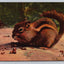 The Chipmunk Vintage Curt Teich Postcard AWESOME