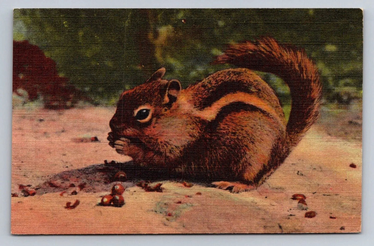 The Chipmunk Vintage Curt Teich Postcard AWESOME