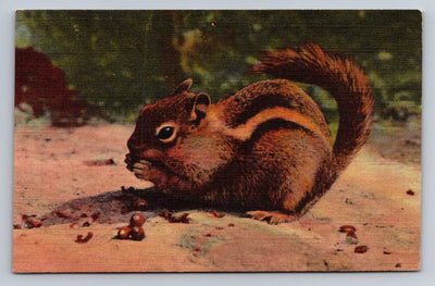 The Chipmunk Vintage Curt Teich Postcard AWESOME