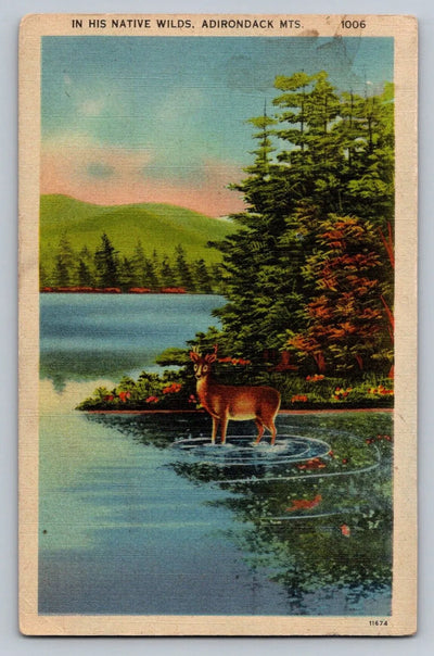 In His Native Wilds, Adirondack Mts. Deer, Lake Vintage Postcard