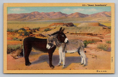 Desert Sweethearts - the Burro - Donkeys Vintage Postcard