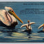 Mother and Baby Pelicans, Florida, Greetings from Florida Vintage Postcard