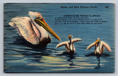 Mother and Baby Pelicans, Florida, Greetings from Florida Vintage Postcard