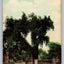 Washington Elm Cambridge, Mass. George Washington Tree (Massachusetts) Postcard