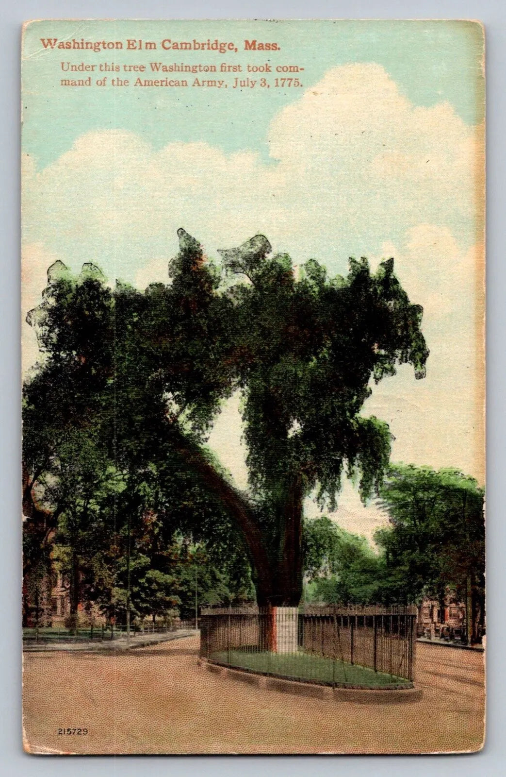 Washington Elm Cambridge, Mass. George Washington Tree (Massachusetts) Postcard