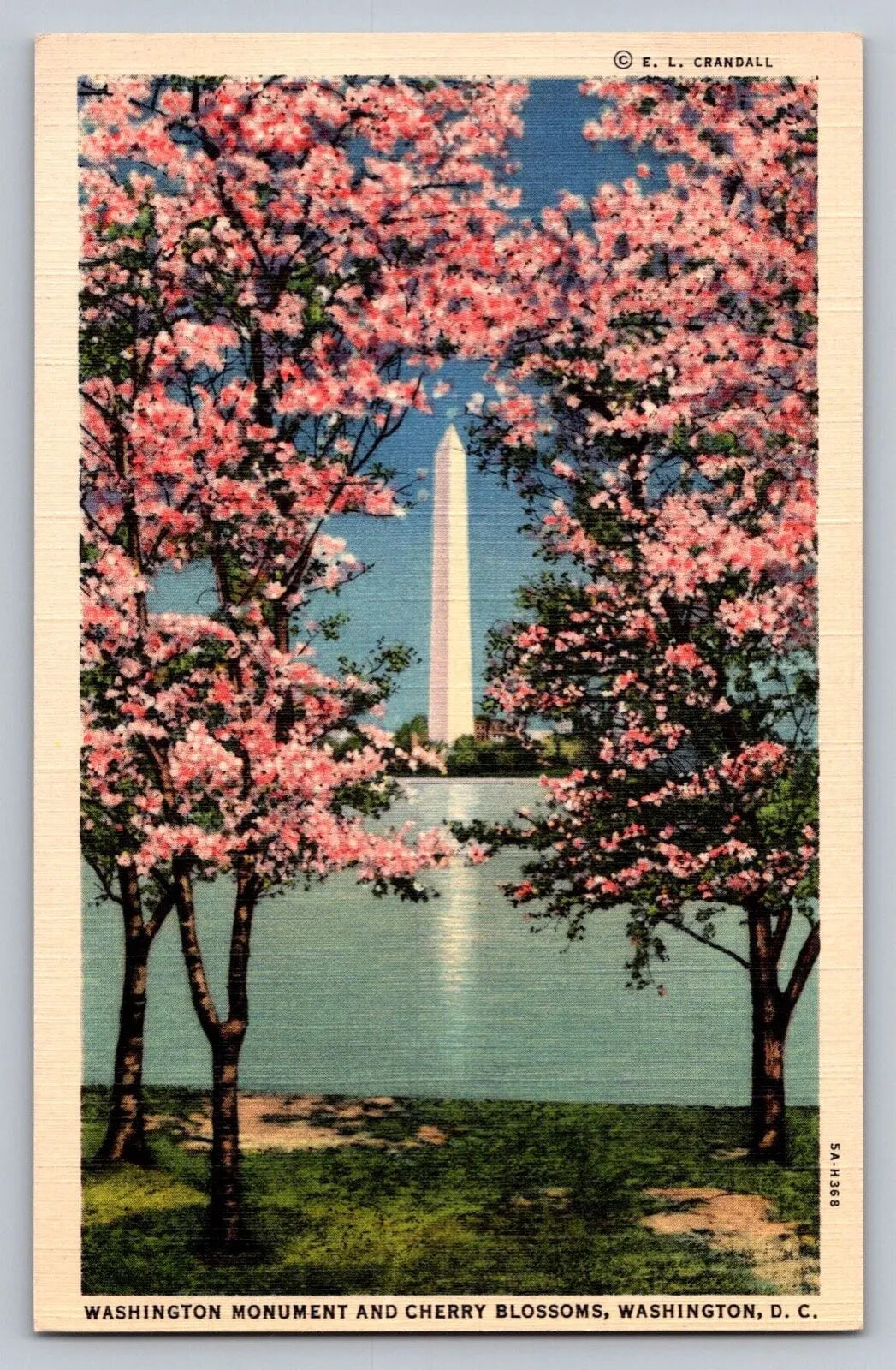 Crandall, Washington Monument and Cherry Blossoms, Washington DC Postcard