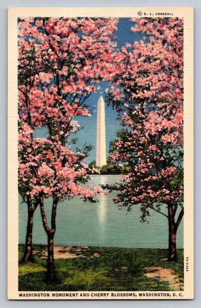 Crandall, Washington Monument and Cherry Blossoms, Washington DC Postcard