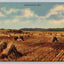 Kansas Wheat Field, Farm Vintage Postcard (circa 1947)