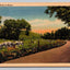 Peaceful Scene in Maine, Cows and Rural Road Vintage Curt Teich Postcard