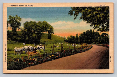 Peaceful Scene in Maine, Cows and Rural Road Vintage Curt Teich Postcard