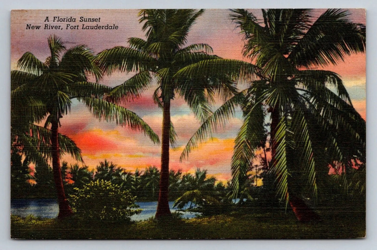 A Florida Sunset, New River, Fort Lauderdale, Palm Trees Vintage Postcard