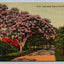 Jacaranda Tree in Full Bloom, Florida Vintage Postcard (circa 1939)