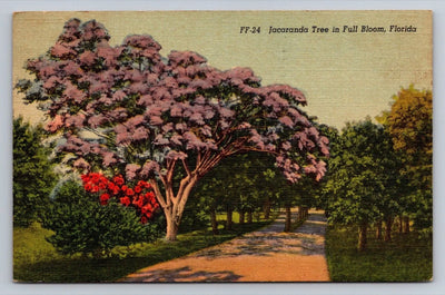 Jacaranda Tree in Full Bloom, Florida Vintage Postcard (circa 1939)