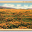 Field of California Poppies - Flowers Vintage Postcard (circa 1940) AWESOME