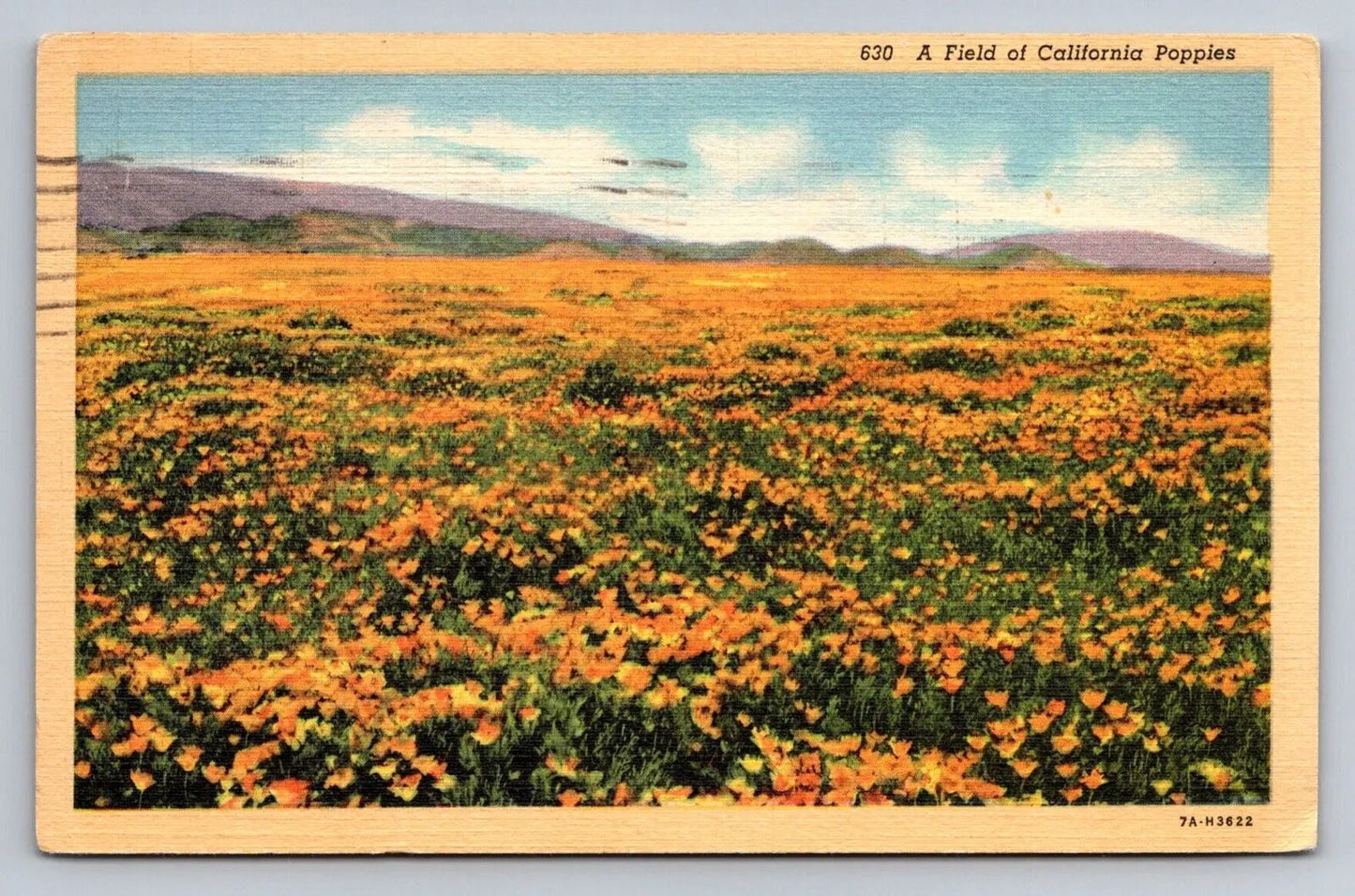 Field of California Poppies - Flowers Vintage Postcard (circa 1940) AWESOME