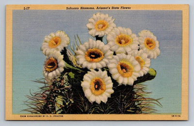 Sahuaro Blossoms, Arizona's State Flower, from Kodachrome by R. C. Postcard