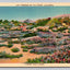 Verbenas on the Desert, California, a Desert Wild Flower Vintage Postcard