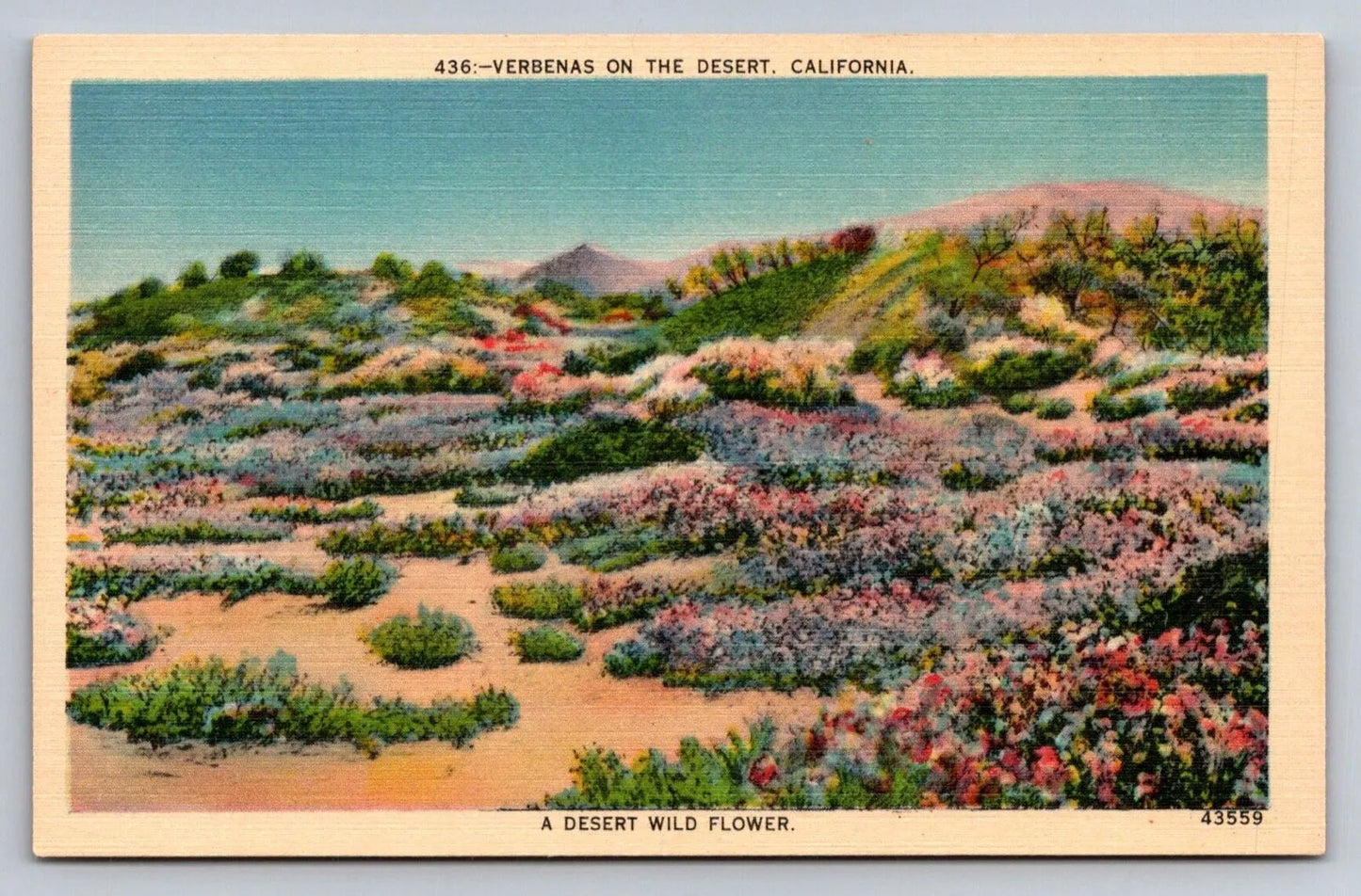 Verbenas on the Desert, California, a Desert Wild Flower Vintage Postcard