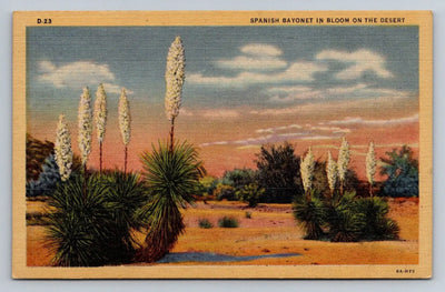 Spanish Bayonet in Bloom on the Desert Vintage Postcard