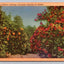 A California Orchard Fenced by Roses Vintage Postcard