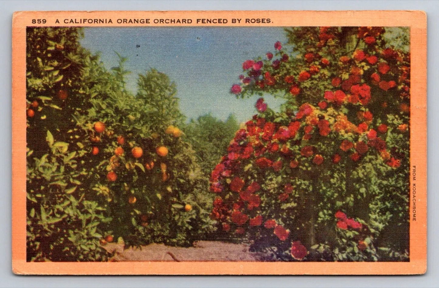 A California Orchard Fenced by Roses Vintage Postcard