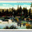 Lily Pond, Natatorium Park, Spokane, Washington Flowers Vintage Postcard