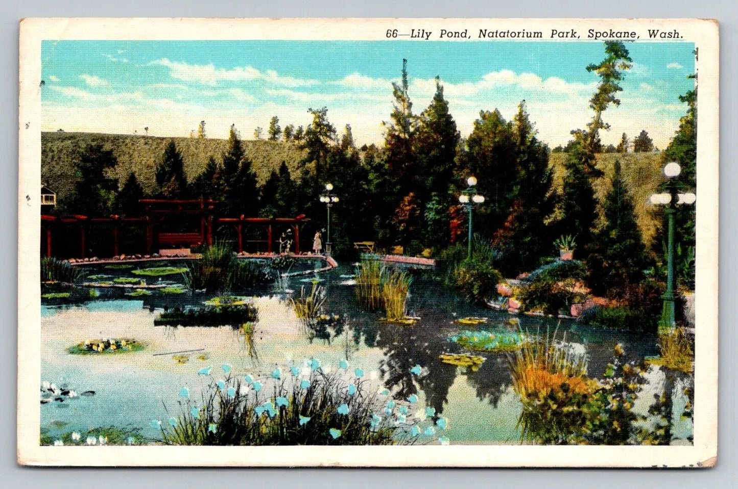 Lily Pond, Natatorium Park, Spokane, Washington Flowers Vintage Postcard