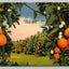 Scene in a Florida, Orange Grove, Fruit Trees A102 Vintage Postcard (circa 1942)